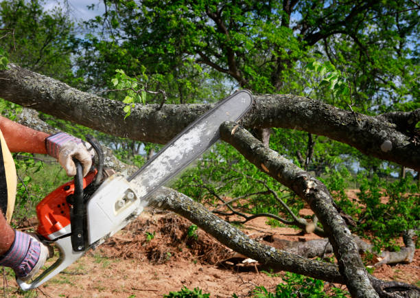 Professional Tree Care Services in Rio Linda, CA